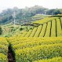 Shimizu, Japan - Tea Fields
